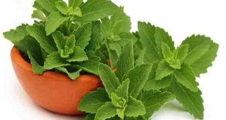 شیوه جدید درمان دیابت با «شکربرگ»