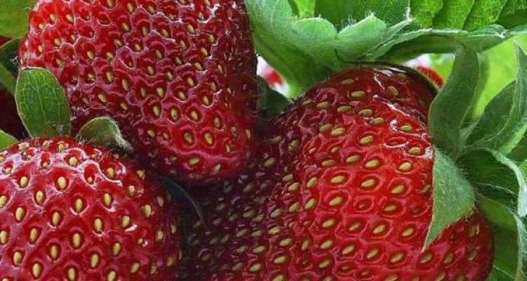 توت فرنگی از پیشرفت سرطان سینه پیشگیری می کند