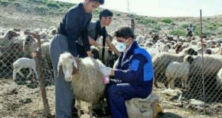 	آغازمایه کوبی رایگان تمام جمعیت دام سبک کرمانشاه علیه بیماری آبله 