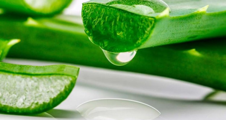  چه گیاهان دارویی برای مقابله با دیابت نوع دو مفیدند؟