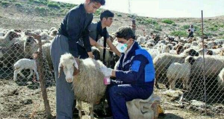 امسال در کنار واکسیناسیون آبله در شهرستان صحنه مایه کوبی علیه بیماری شاربن نیز انجام می گیرد