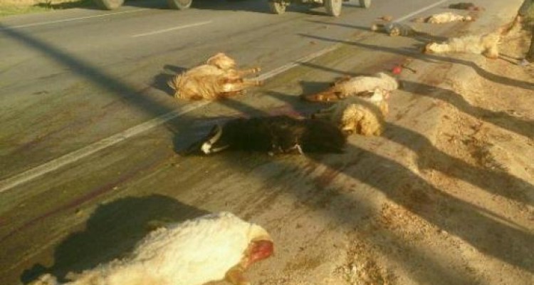 	تلف شدن ۲۱ راس گوسفند در اسلام آبادغرب بر اثربرخورد خودرو با گله احشام+عکس 