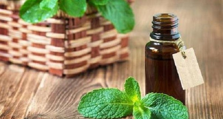 فواید «پونه کوهی» را بشناسید/ تقویت انرژی و ضدباکتری