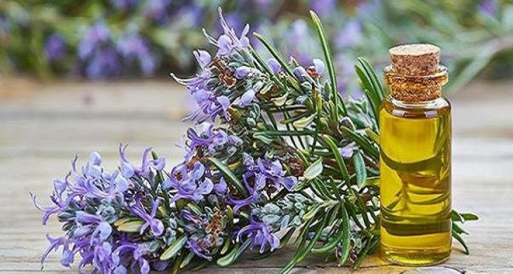 تقویت حافظه کودکان با روغن رزماری