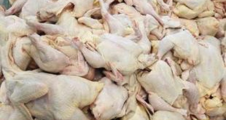بیش از یک تن مرغ فاسد در کرمانشاه کشف و معدوم سازی شد 