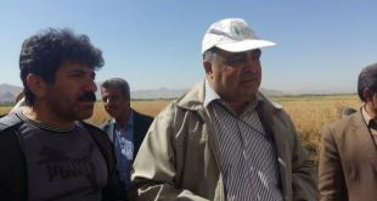 توسعه کشت کلزا در دستور وزارت جهادکشاورزی است 