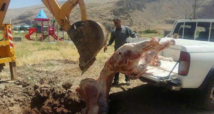 ضبط لاشه یک راس گاو توسط دامپزشکی شهرستان صحنه