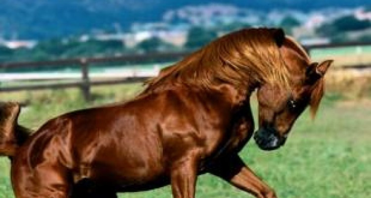 برگزاری سومین جشنواره اسب اصیل در استان کرمانشاه 