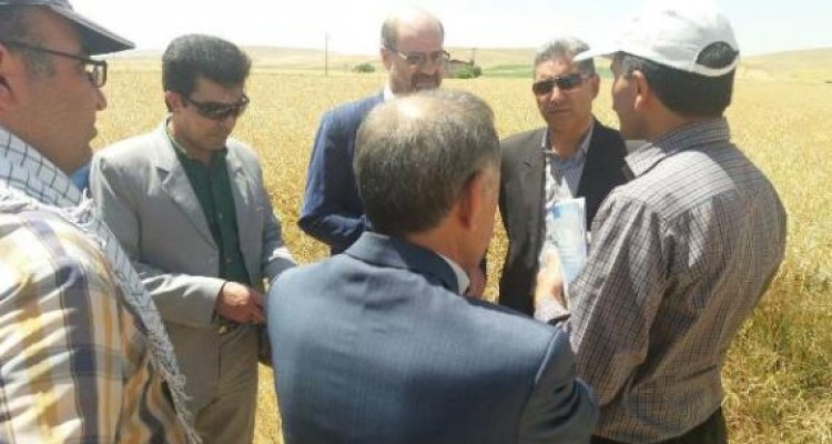 توصیه به کشاورزان اسلام آبادغرب برای کشت محصولات با نیاز آبی کم