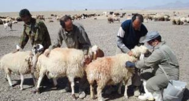 مایه کوبی ۶۲ هزار راس دام علیه بیماری آبله در ثلاث باباجانی 