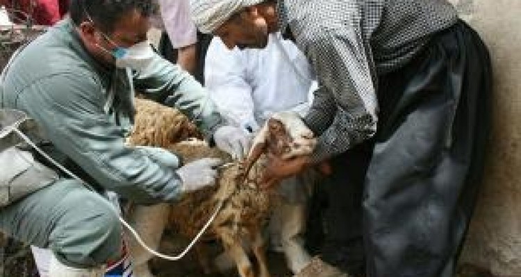 آغاز مایه کوبی رایگان ۱.۷ میلیون راس دام سبک در استان کرمانشاه 