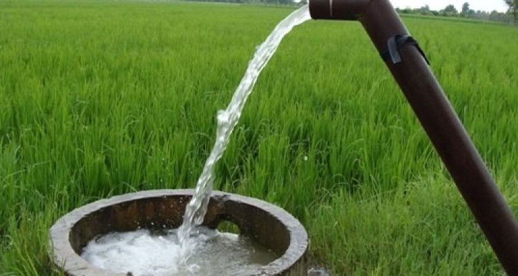کشت بی رویه برنج در شهرستان صحنه شدت گرفت + تصویر