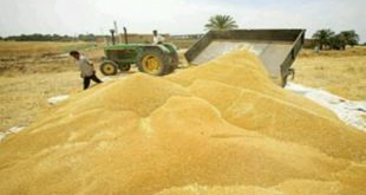۱۰ درصد از ظرفیت ذخیره سازی گندم کشور در کرمانشاه واقع شده است