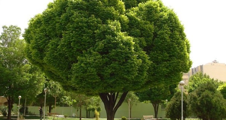 فواید نزدیک بودن محل سکونت کودکان مبتلا به آسم به پارک ها
