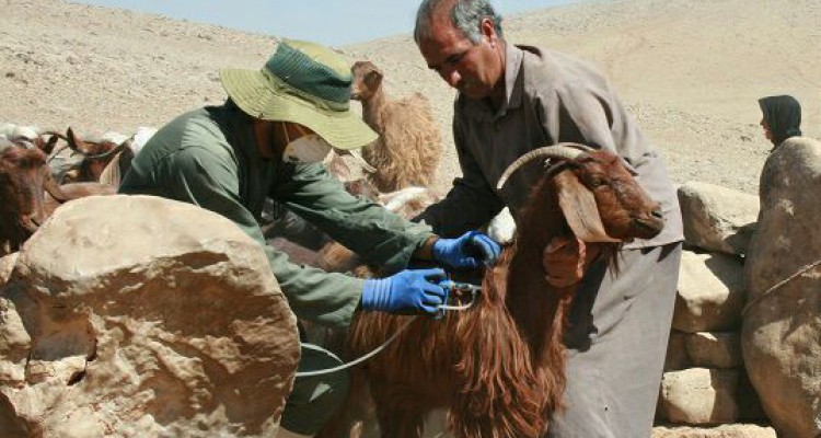  جهادگران بسیجی حوزه دامپزشکی به روستای کری زاغه دینور دینور رفتند