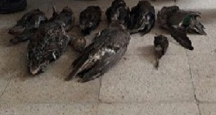  شکارچیان غیرمجاز در صحنه به دام افتادند