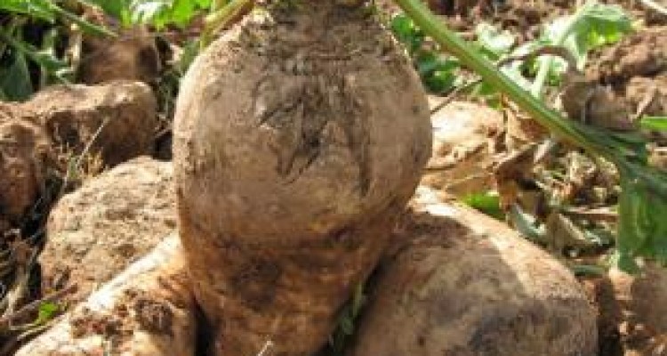 آغاز کشت پاییزه چغندر قند در سطح مزارع شهرستان سرپل ذهاب 