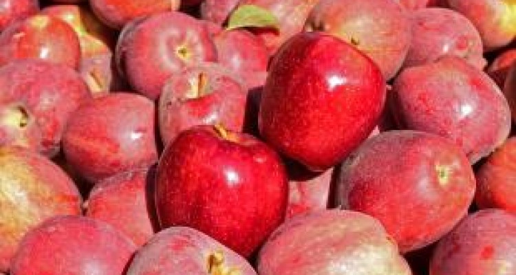 پیش بینی افزایش ۲۰ درصدی برداشت سیب در باغات کرمانشاه 