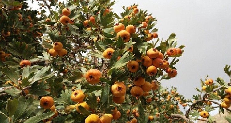  پاییز زیبای روستای گردشگری کندوله از توابع شهرستان صحنه