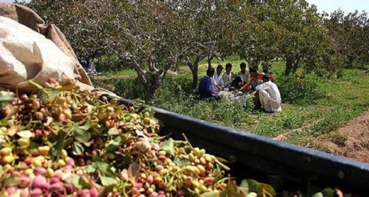دلالان، بازار پسته را می‌چرخانند/ماجرای آشفتگی که تمامی ندارد