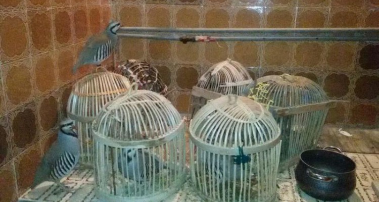  دستگیری متخلفان شکار غیر مجاز در صحنه+تصویر