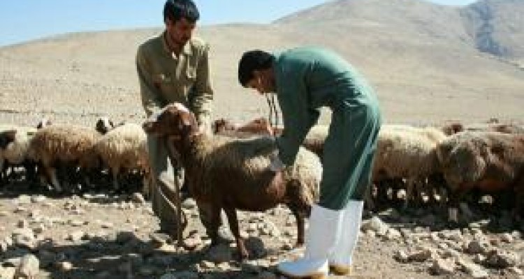  ویزیت بیش از ۶ هزار راس دام سبک در مناطق زلزله زده کرمانشاه 