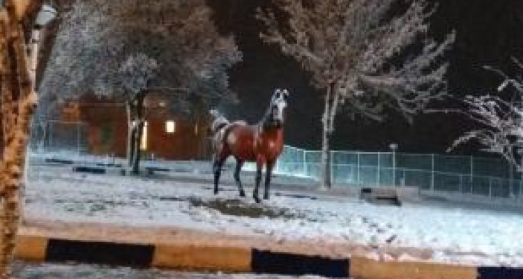 تصاویری از یک شب برفی در شهرستان پاوه 