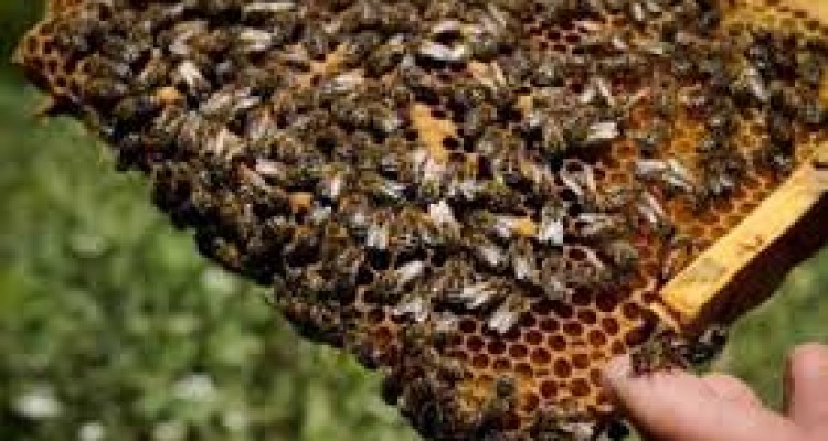 گفتگو ویژه با یک ستاره اقتصاد مقاومتی در شهرستان صحنه