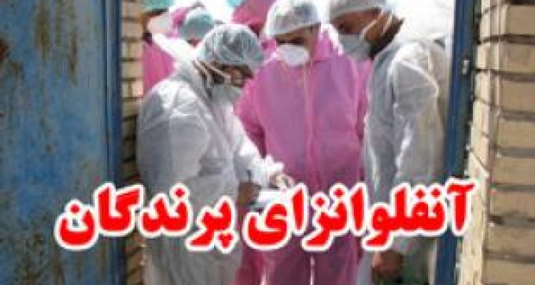 خطر آنفلوآنزای فوق حاد پرندگان در کمین است/ لزوم رعایت نکات بهداشتی در مناطق زلزله زده 
