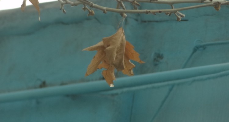 میزان بارندگی برف و باران در شب گذشته صحنه ۱۷ میلیمتر بوده است