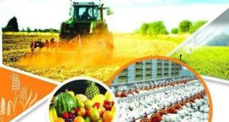 ۱۳۰۰ هکتار از اراضی کنگاور تحت مدیریت پروژه امنیت غذایی قرار گرفت 