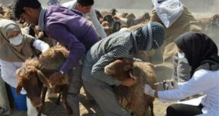 اجرای فاز سوم واکسیناسیون رایگان تب برفکی در استان کرمانشاه 