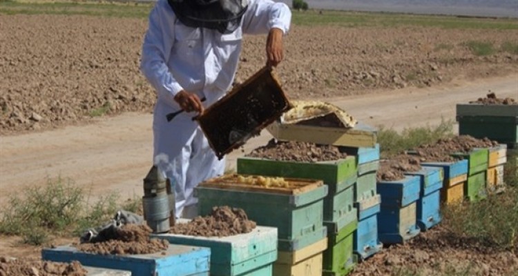 صحنه ای از تلاش یک لقمه نان حلال/ از آلومینیوم سازی تا پرورش طلای خوراکی