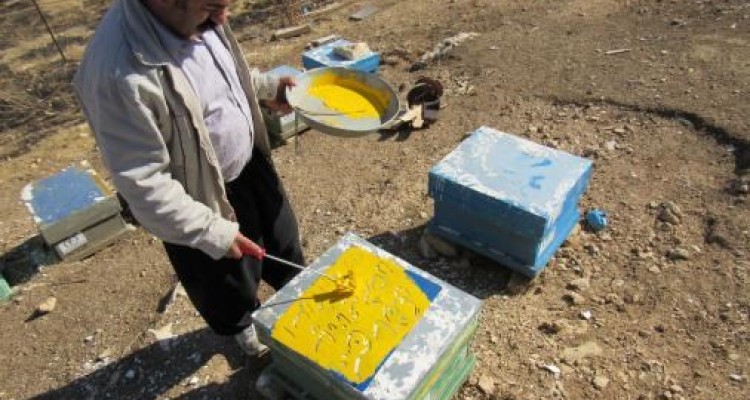 اشتغالزایی جوانان روستایی با طلای خوراکی در اسلام آبادغرب 