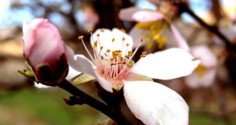 شکوفه های باغات شهرستان صحنه در فصل زمستان 