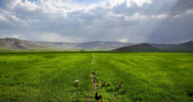 بارش‌های اخیر کشاورزی استان کرمانشاه را از بحران نجات داد 