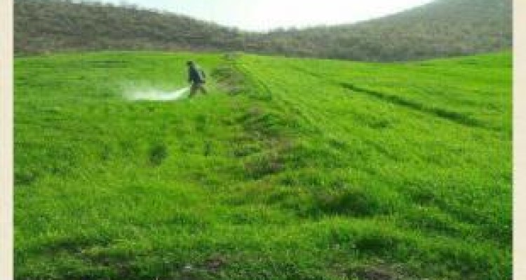 سم‌پاشی ۱۴۲ هزار هکتار از اراضی کرمانشاه در برابر آفت سن مضر 
