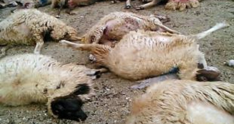 اتلاف 400 راس گوسفند با حمله پلنگ‌ها به یک گله در ثلاث باباجانی 