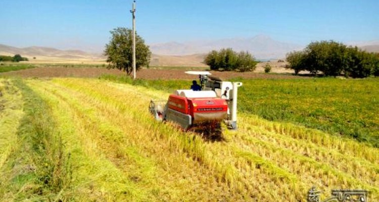 کاشت برنج در صحنه تحت هر شرایطی ممنوع و کشاورزان به شایعات توجه نکنند / پیامدهای قانونی در انتظار متخلفان 