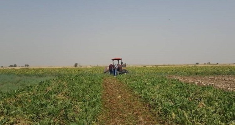 خسارت ۶۰ درصدی به مزارع دیمی مناطق گرمسیری /افزایش کشت گلخانه‌ای