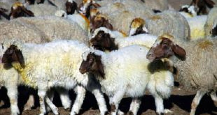 پیگیر انتخاب کرمانشاه به عنوان میز صادرات دام زنده کشور هستیم 