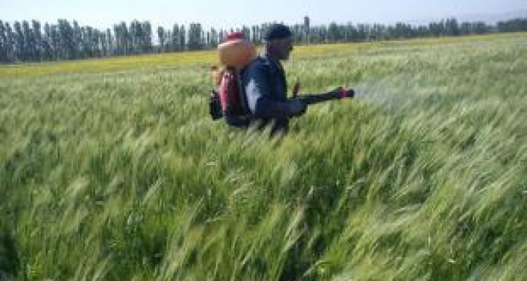 آفت‌کش‌هایی که «آفت» سفره‌ها شده‌اند /سموم غیرمجاز بلای جان مزارع کرمانشاه 