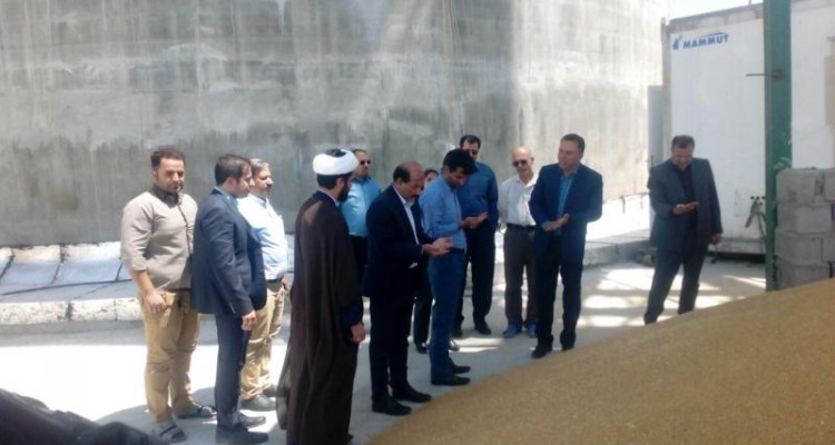  پیش بینی خرید 50هزار تن گندم در شهرستان صحنه