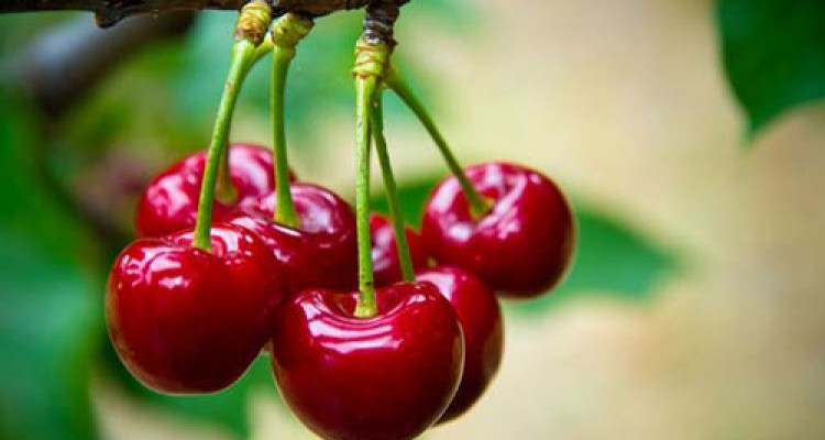  بیشترین سطح باغات گیلاس استان مربوط به شهرستان صحنه است