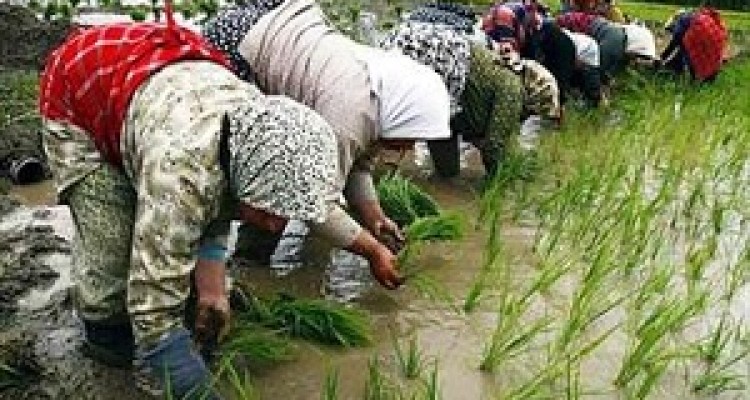  کاهش 60 درصدی کشت برنج 