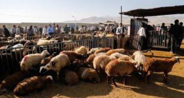 نظارتی بر میادین عرضه دام در کرمانشاه نمی‌شود 