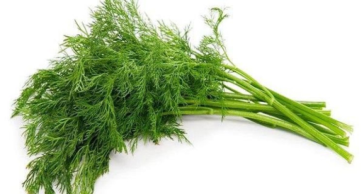 فواید «شوید» را بشناسیم/ بهبود سیستم ایمنی و دستگاه تنفسی
