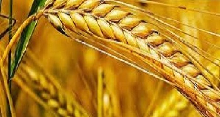 برای احداث سیلوی ذخیره گندم  صحنه ۳۰میلیارد ریال سرمایه گذاری انجام شد