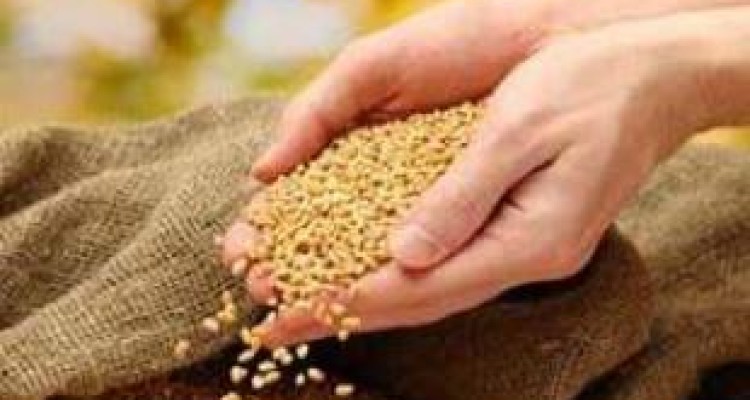 ۳۹ هزار تن بذر گندم برای کشت پاییزه توزیع می‌شود 