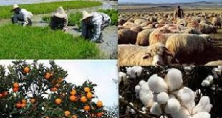 پیش‌پذیرش طرح‌های اشتغال روستایی ۳۷۹ درصد نسبت به سهمیه است 